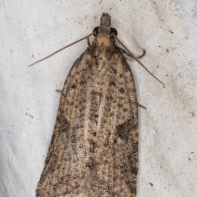 Meritastis (genus) (A Bell moth (Tortricinae)) at Melba, ACT - 21 Aug 2021 by kasiaaus