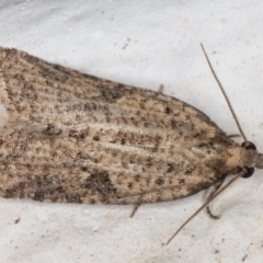 Meritastis (genus) at Melba, ACT - 21 Aug 2021