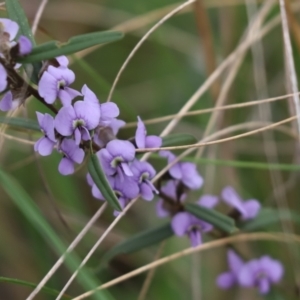 Hovea heterophylla at Cook, ACT - 28 Aug 2021 11:33 AM