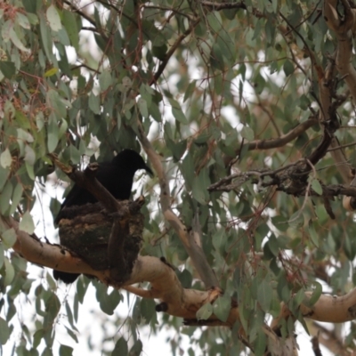 Corcorax melanorhamphos (White-winged Chough) at Cook, ACT - 28 Aug 2021 by Tammy