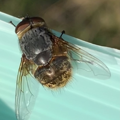 Calliphora stygia (Brown blowfly or Brown bomber) at Murrumbateman, NSW - 28 Aug 2021 by SimoneC