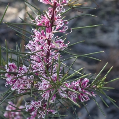 Hakea sp. at Penrose, NSW - 23 Aug 2021 by Aussiegall