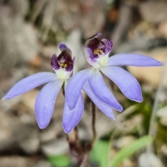 Cyanicula caerulea (Blue Fingers, Blue Fairies) at Denman Prospect, ACT - 28 Aug 2021 by RobG1