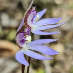 Cyanicula caerulea at Denman Prospect, ACT - 28 Aug 2021