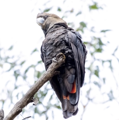 Calyptorhynchus lathami (Glossy Black-Cockatoo) at Penrose, NSW - 27 Aug 2021 by Aussiegall