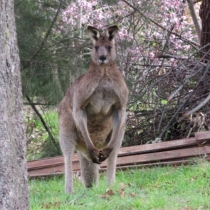 Macropus giganteus at Gowrie, ACT - 28 Aug 2021 02:37 PM