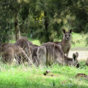 Macropus giganteus at Gowrie, ACT - 28 Aug 2021 02:37 PM
