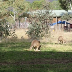 Macropus giganteus at Gowrie, ACT - 28 Aug 2021 02:37 PM