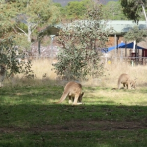 Macropus giganteus at Gowrie, ACT - 28 Aug 2021 02:37 PM