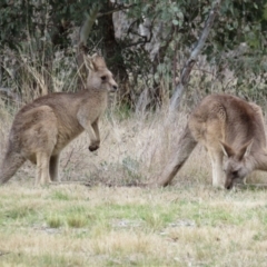 Macropus giganteus at Gowrie, ACT - 28 Aug 2021 02:37 PM