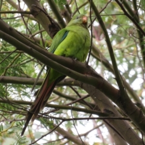 Polytelis swainsonii at Gowrie, ACT - suppressed