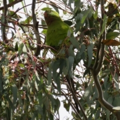 Polytelis swainsonii at Gowrie, ACT - suppressed