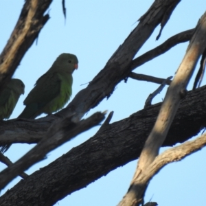 Polytelis swainsonii at Mathoura, NSW - 14 Nov 2020