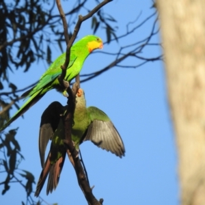 Polytelis swainsonii at Mathoura, NSW - 14 Nov 2020