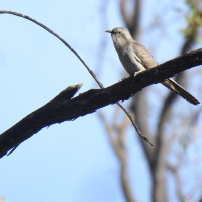 Cacomantis pallidus (Pallid Cuckoo) at Mathoura, NSW - 13 Nov 2020 by Liam.m