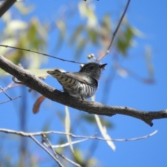 Chrysococcyx lucidus (Shining Bronze-Cuckoo) at Mathoura, NSW - 13 Nov 2020 by Liam.m