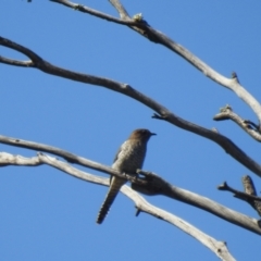 Cacomantis flabelliformis (Fan-tailed Cuckoo) at Mathoura, NSW - 13 Nov 2020 by Liam.m