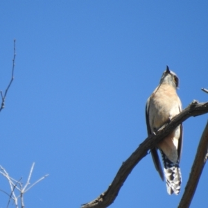 Cacomantis flabelliformis at Mathoura, NSW - 14 Nov 2020