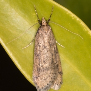 Oecophoridae provisional group 5 at Melba, ACT - 21 Aug 2021