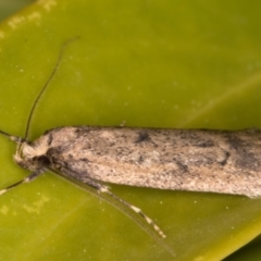 Oecophoridae provisional group 5 at Melba, ACT - 21 Aug 2021 11:13 PM