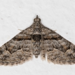 Phrissogonus laticostata (Apple looper moth) at Melba, ACT - 22 Aug 2021 by kasiaaus
