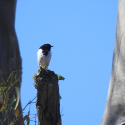 Melanodryas cucullata cucullata (Hooded Robin) at Mathoura, NSW - 14 Nov 2020 by Liam.m