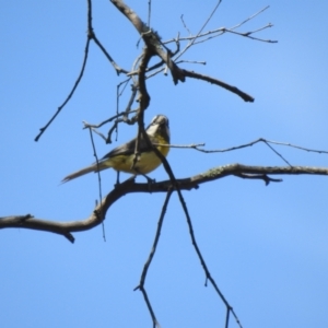 Falcunculus frontatus at Mathoura, NSW - 14 Nov 2020