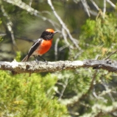 Petroica goodenovii (Red-capped Robin) at Mathoura, NSW - 14 Nov 2020 by Liam.m
