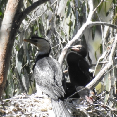 Microcarbo melanoleucos (Little Pied Cormorant) at Deniliquin, NSW - 14 Nov 2020 by Liam.m