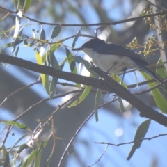 Myiagra inquieta (Restless Flycatcher) at Deniliquin, NSW - 14 Nov 2020 by Liam.m