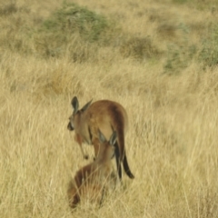 Macropus fuliginosus (Western grey kangaroo) at Wanganella, NSW - 14 Nov 2020 by Liam.m