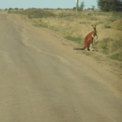 Osphranter rufus (Red Kangaroo) at Wanganella, NSW - 14 Nov 2020 by Liam.m