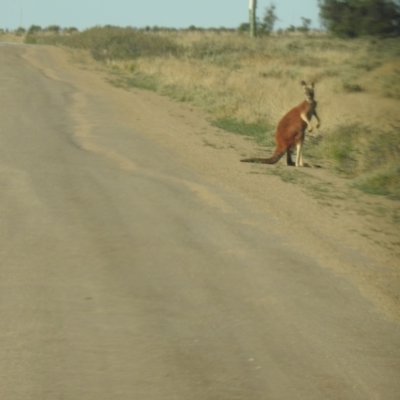 Osphranter rufus (Red Kangaroo) at Wanganella, NSW - 14 Nov 2020 by Liam.m