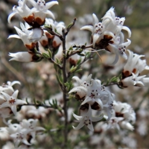 Cryptandra speciosa subsp. speciosa at Tennent, ACT - 28 Aug 2021