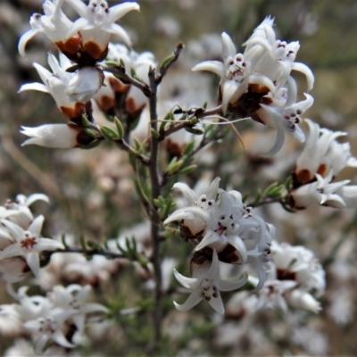 Cryptandra speciosa subsp. speciosa (Silky Cryptandra) at Tennent, ACT - 28 Aug 2021 by JohnBundock