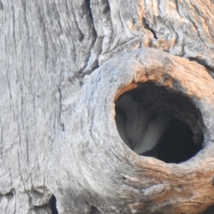 Tyto alba (Barn Owl) at Wanganella, NSW - 14 Nov 2020 by Liam.m