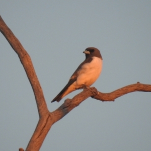 Artamus leucorynchus at Wanganella, NSW - 14 Nov 2020