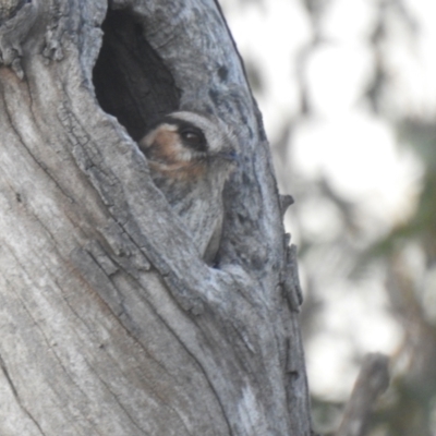 Aegotheles cristatus (Australian Owlet-nightjar) at Wanganella, NSW - 14 Nov 2020 by Liam.m