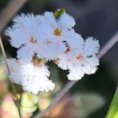 Leucopogon virgatus (Common Beard-heath) at West Albury, NSW - 28 Aug 2021 by Fpedler