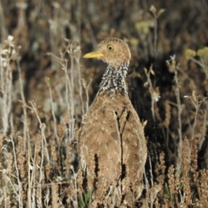 Pedionomus torquatus at Wanganella, NSW - 14 Nov 2020