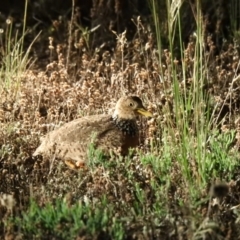 Pedionomus torquatus at Wanganella, NSW - 14 Nov 2020