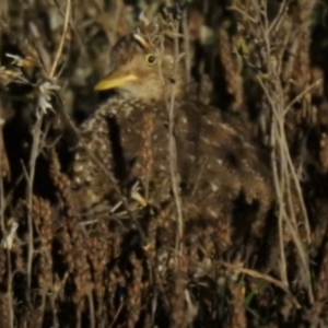 Pedionomus torquatus at Wanganella, NSW - 14 Nov 2020