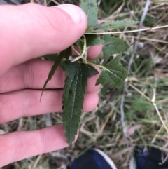 Pavonia hastata (Spearleaf Swampmallow) at Garran, ACT - 27 Aug 2021 by Tapirlord