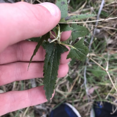 Pavonia hastata (Spearleaf Swampmallow) at Garran, ACT - 26 Aug 2021 by Tapirlord