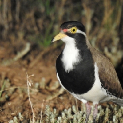 Vanellus tricolor (Banded Lapwing) at Wanganella, NSW - 14 Nov 2020 by Liam.m