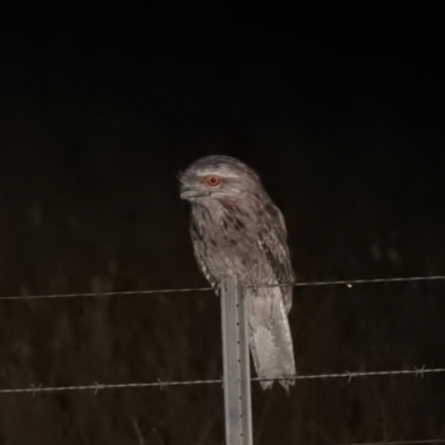 Podargus strigoides (Tawny Frogmouth) at Wanganella, NSW - 15 Nov 2020 by Liam.m