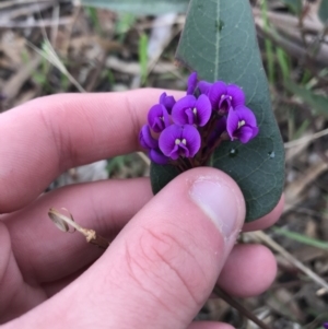 Hardenbergia violacea at Garran, ACT - 27 Aug 2021 01:41 PM