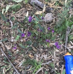 Hardenbergia violacea at Garran, ACT - 27 Aug 2021 01:41 PM