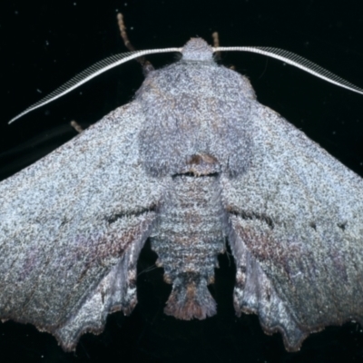 Amphiclasta lygaea (Ragged Geometrid (Ennominae)) at Ainslie, ACT - 26 Aug 2021 by jb2602
