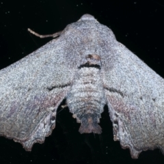 Amphiclasta lygaea at Ainslie, ACT - 26 Aug 2021